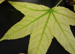 Image of iron chlorosis on sweetgum