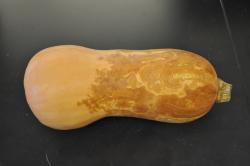 Image of black rot on butternut squash