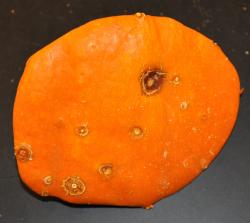 Image of bacterial leaf spot on pumpkins