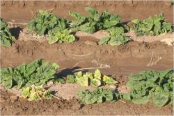 Image of Spinach Plants with Curly Top