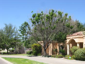 Image of Ash Tree with Freeze Damage