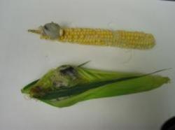 Image of common smut of corn