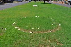 Image of fairy ring in a lawn