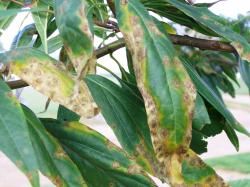Image of bacterial leaf scorch symptoms on chitalpa leaves