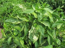 Image of Alfalfa Mosaic Virus on Peppers