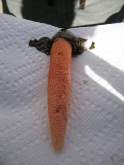 Image of elegant stinkhorn