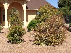 Image of Photinia shrubs with dieback